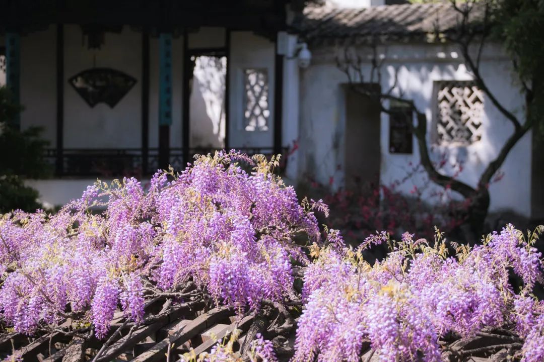 听我的，四月的杭州才是浪漫天花板。