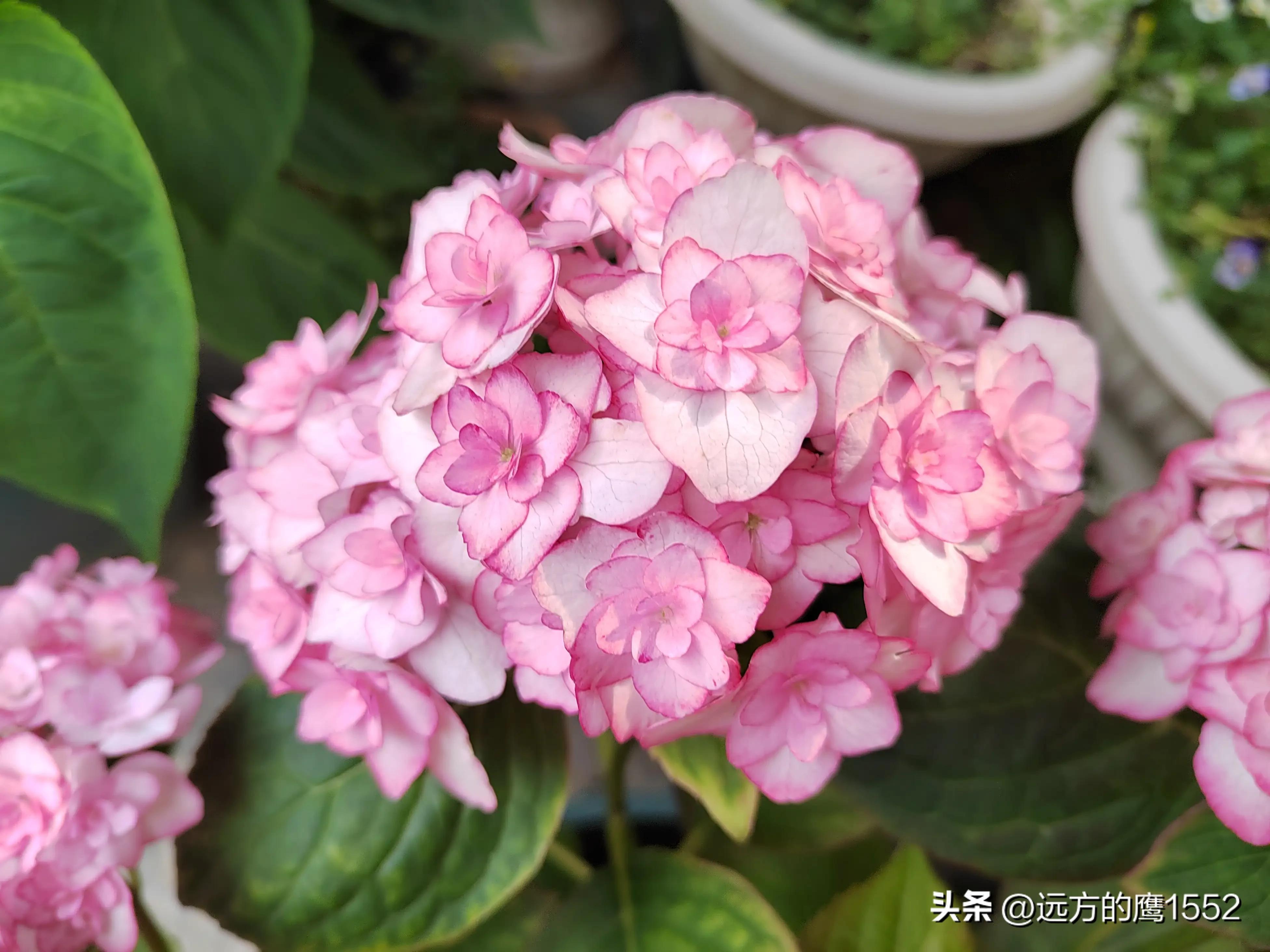 纱织小姐绣球是新老枝开花吗,绣球纱织小姐开花后的养护