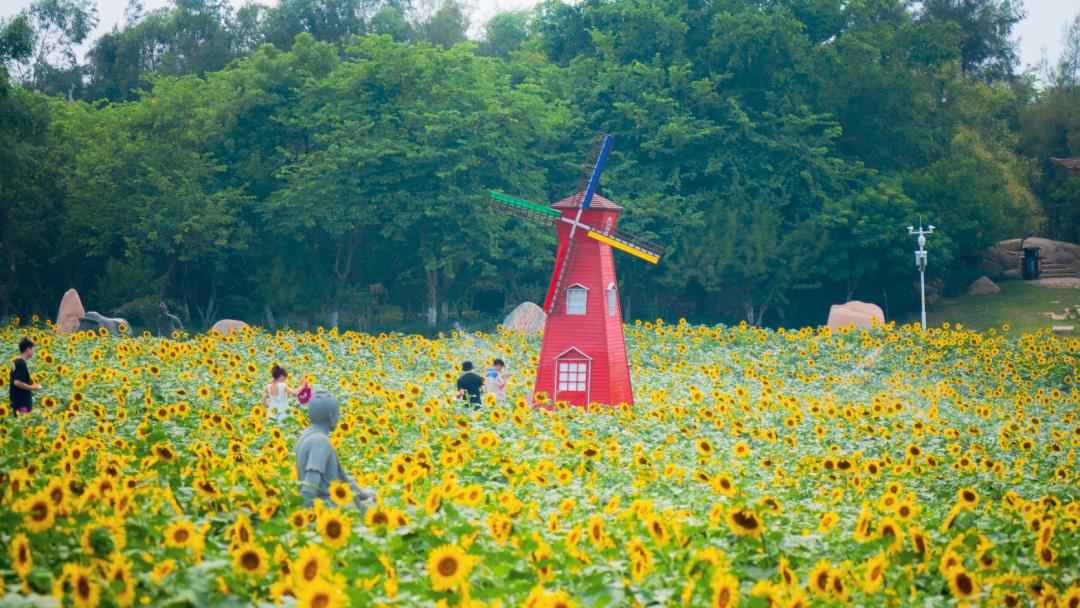 厦门花海景点最新,厦门最近的花海