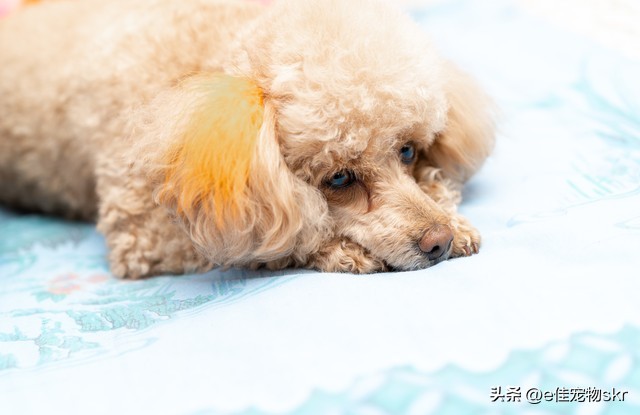 泰迪狗多少钱一只哈尔滨,泰迪狗多少钱一只2020年1月25号