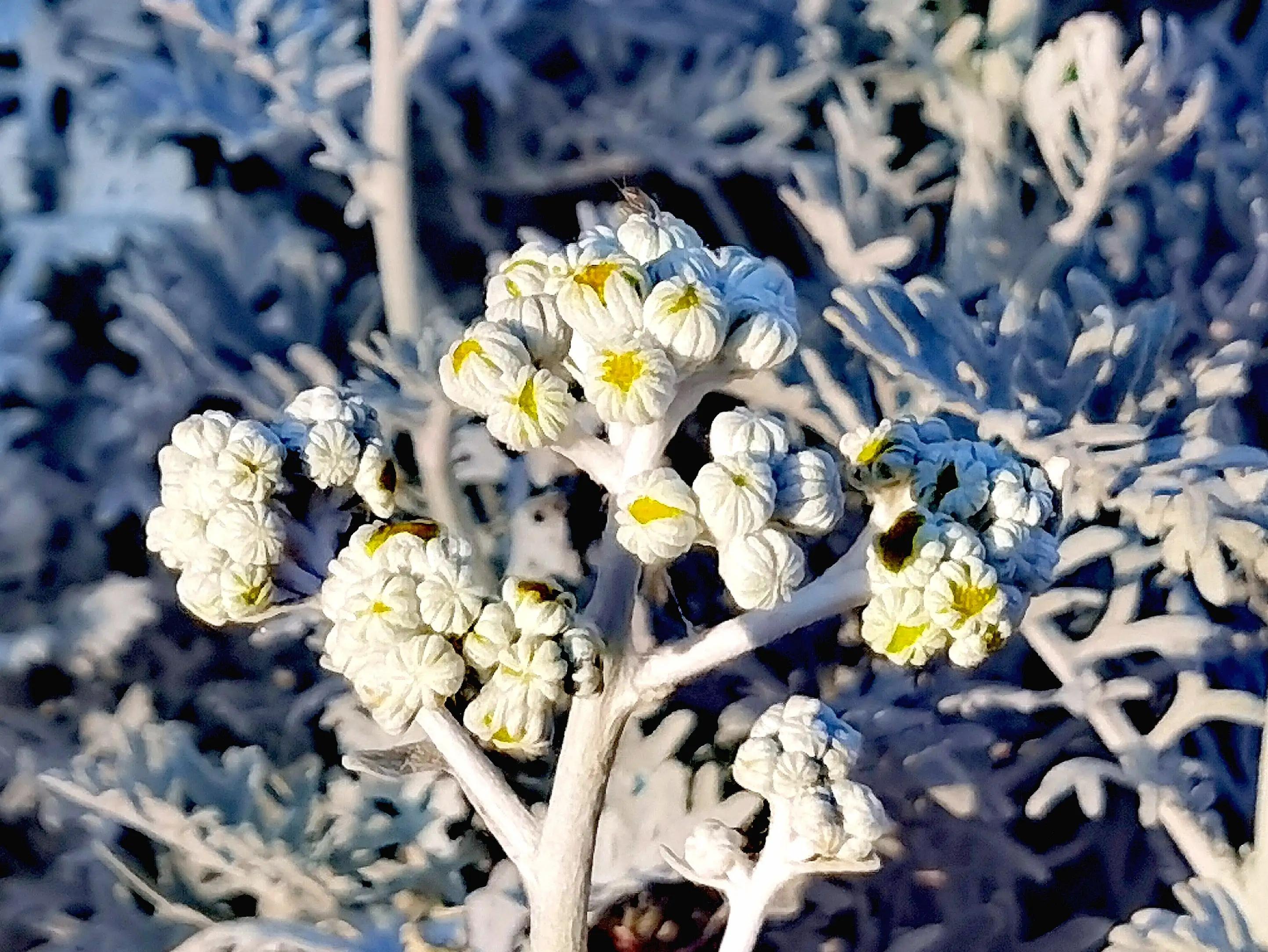 银叶菊：花界灰姑娘，银装素裹的她似雪花又似烟花