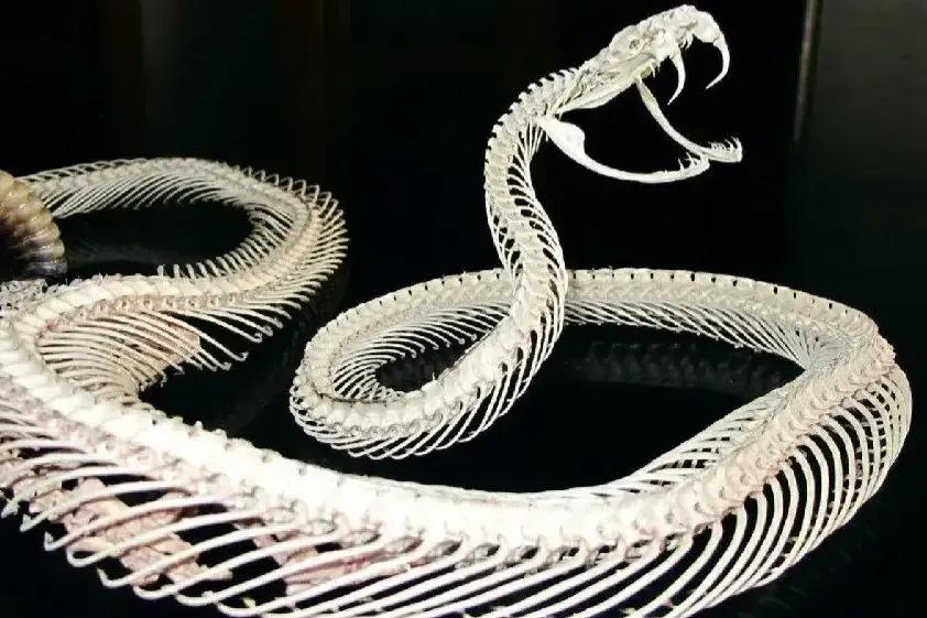 眼镜王蛇有多可怕,为什么眼镜王蛇敢攻击人