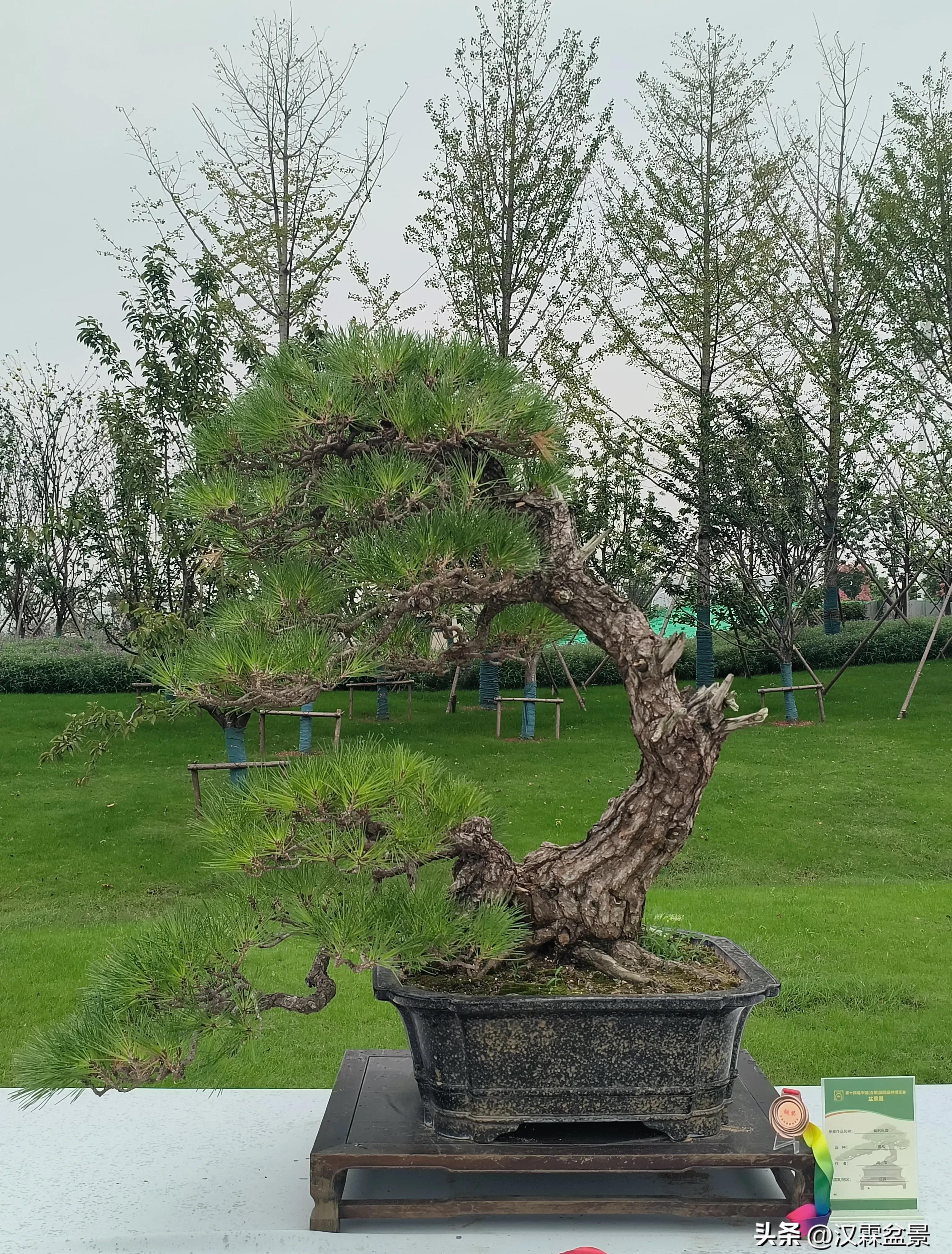 广州园林盆景展,精品大型盆景展会大全