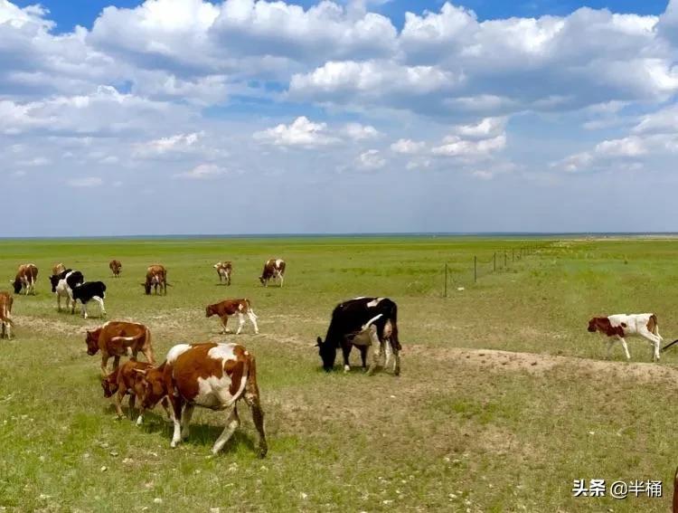 美国为什么养牛要在牛身上开洞,美国人养牛为什么要在牛身上开洞