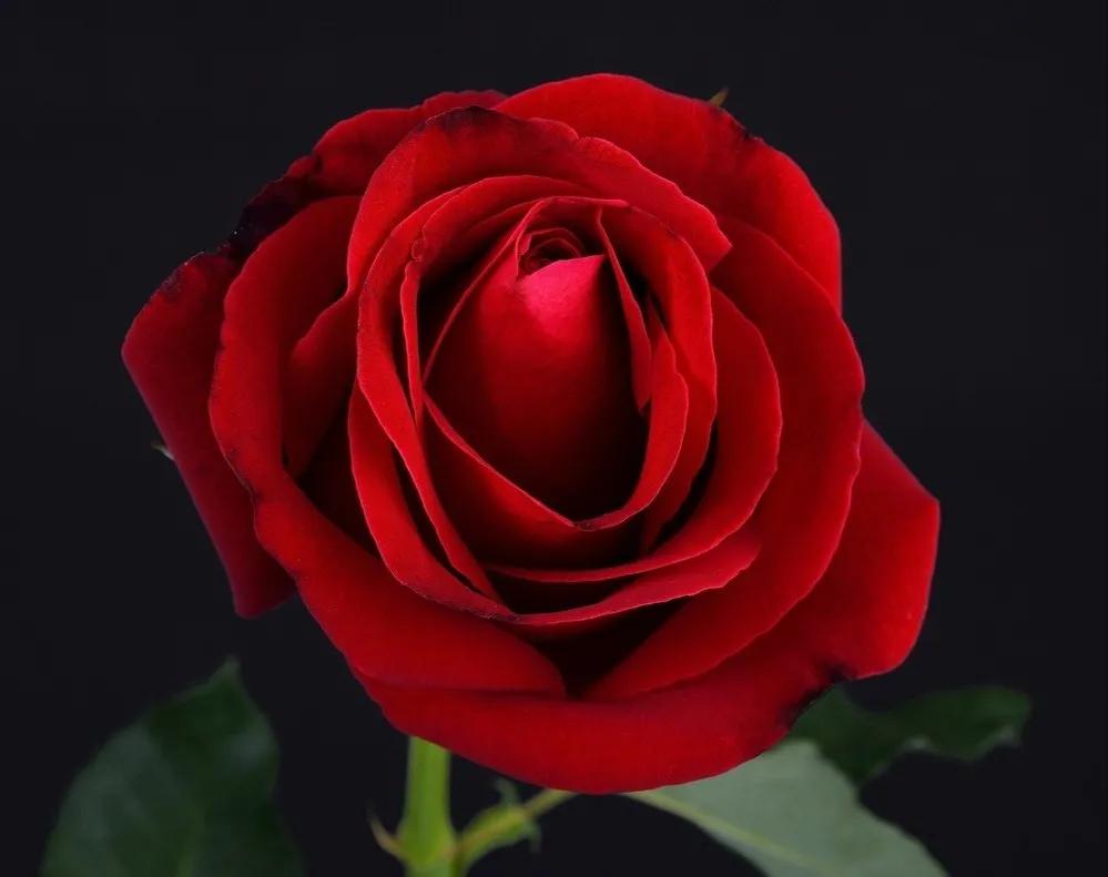 玫瑰花绝美头像,绝美玫瑰花图片