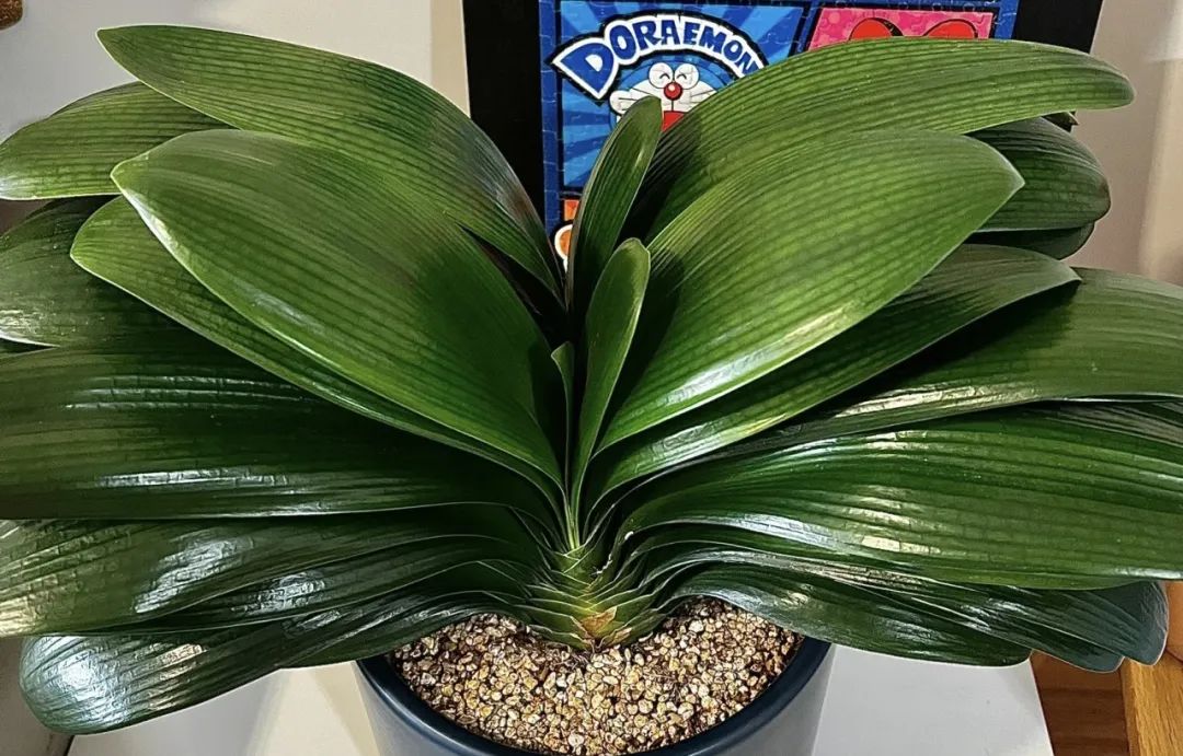 5种花别乱养香味有毒,5种花浇不死浇水越多长得越旺