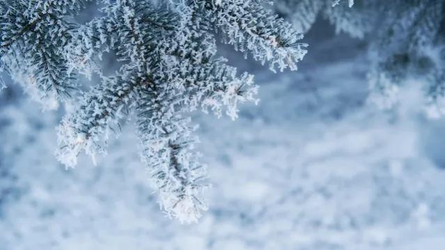 *园春沁**•虎年初雪