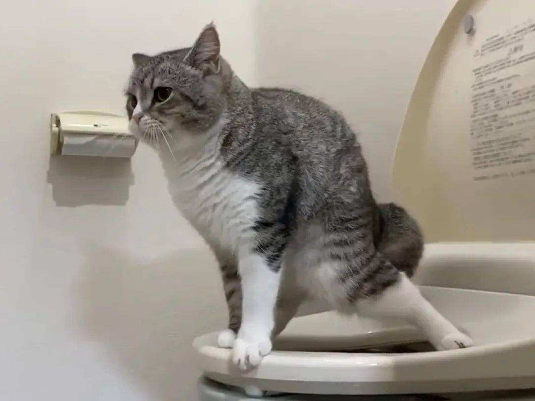 猫为什么总是喜欢盯着我看,猫为什么一直盯着你看