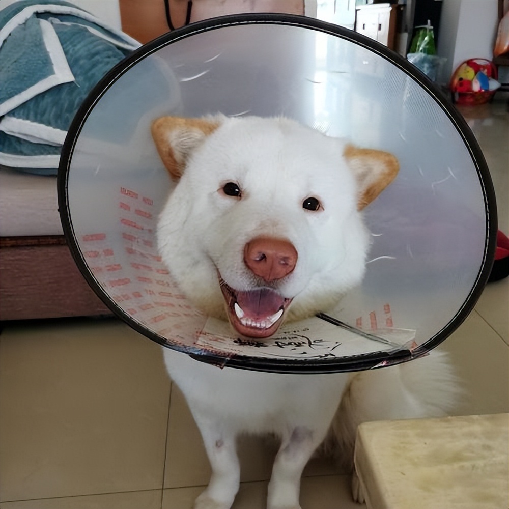 狗狗老是舔排尿处出血,狗狗老是舔排尿处是不是有炎症了