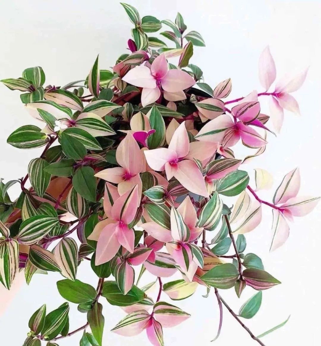 吊兰最贵的品种,吊兰什么品种最贵