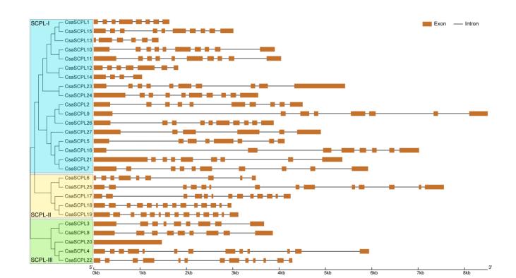 黄瓜基因组数据库怎么查基因序列,黄瓜花叶病毒基因序列