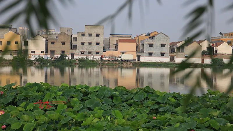 2022淮阳荷花节结束时间,看淮阳荷花节