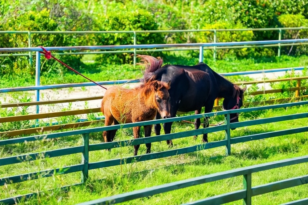 「向往的生活」芒果台上映，向往的老年生活也在这里上演