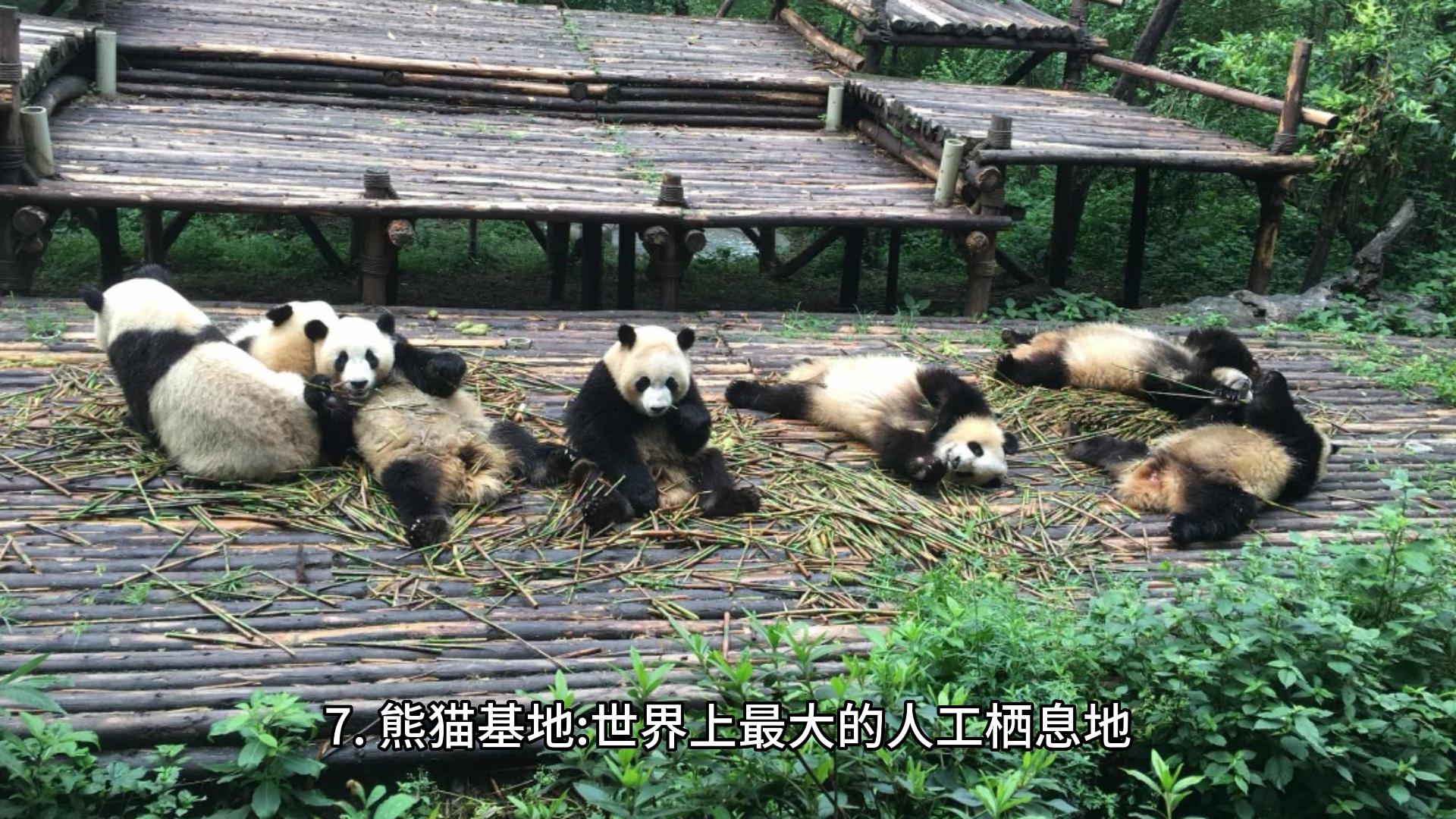 去成都旅游自由行攻略美食,成都假期攻略