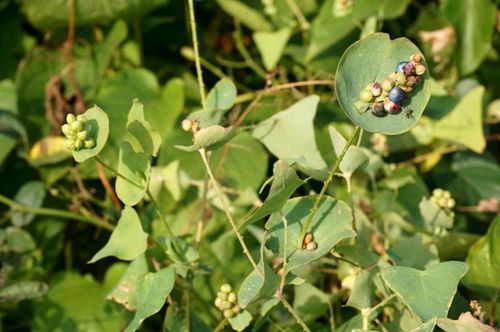 农村13道特色美食,13道农村特色美食