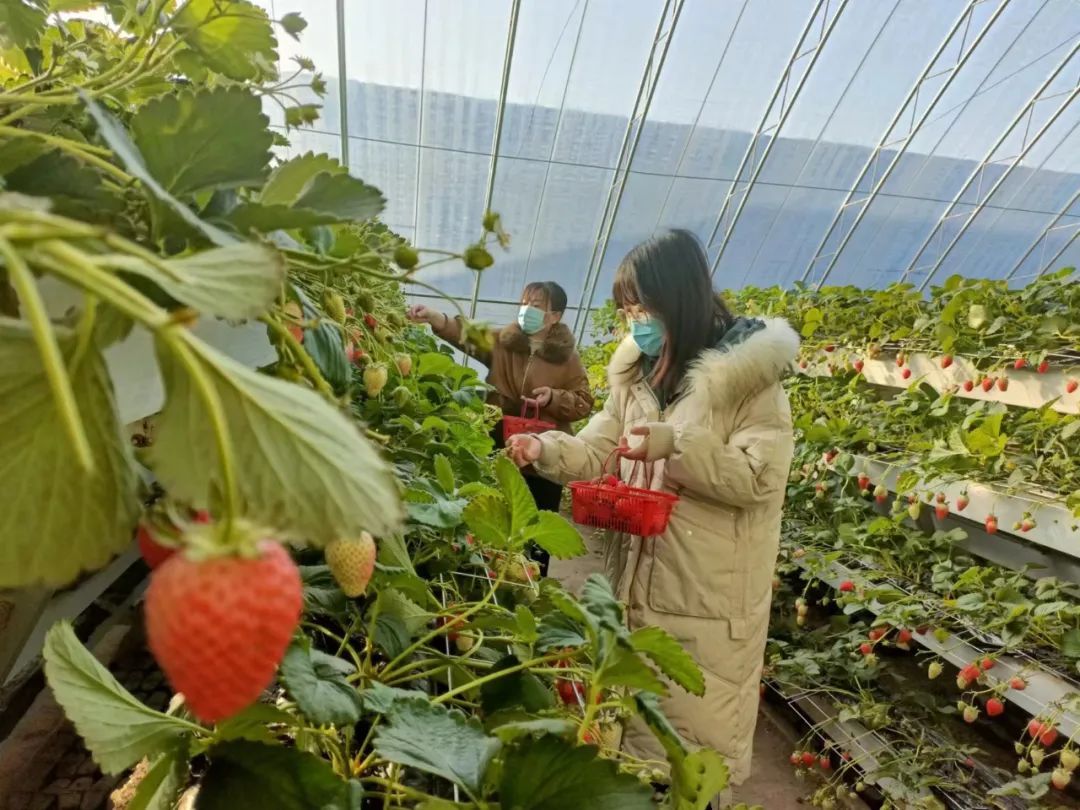 邀您来看，冬日里的“致富经”~