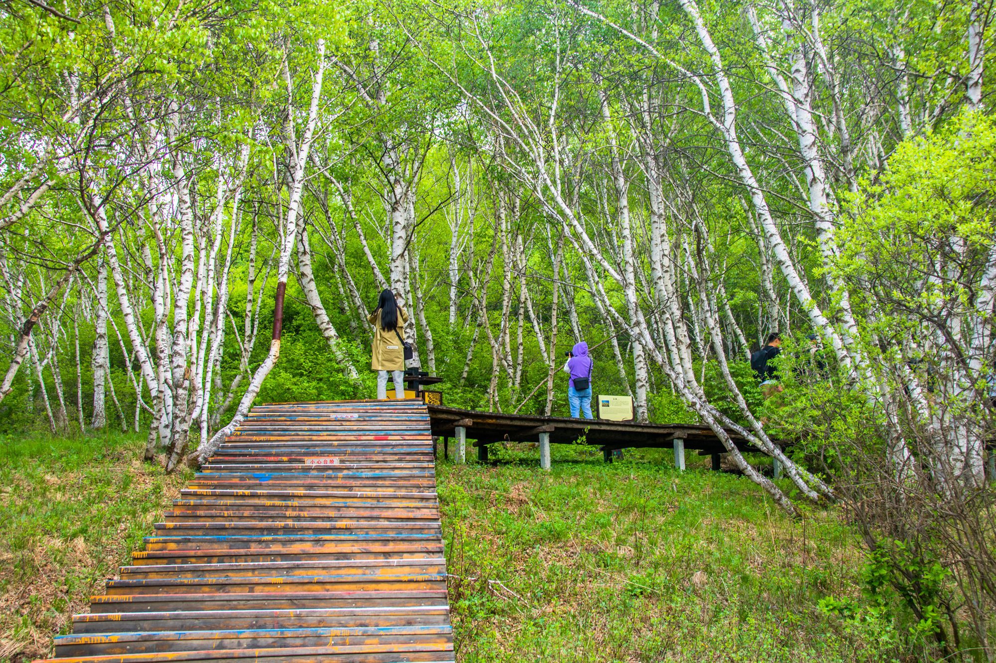 丰宁坝上七彩森林游玩攻略,丰宁坝上七彩森林