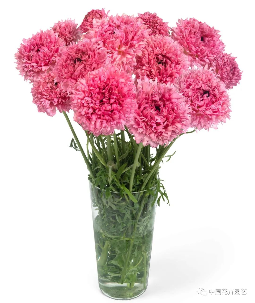 荷兰年度Glazen Tulp新奇植物奖15件产品名单公布 | 每周国际花讯