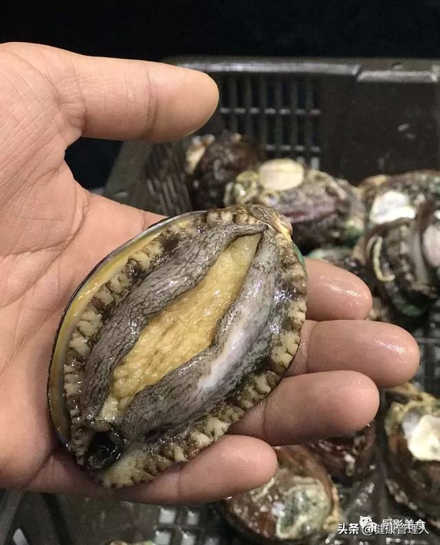 世界顶级海鲜食材,世界顶级的海鲜视频