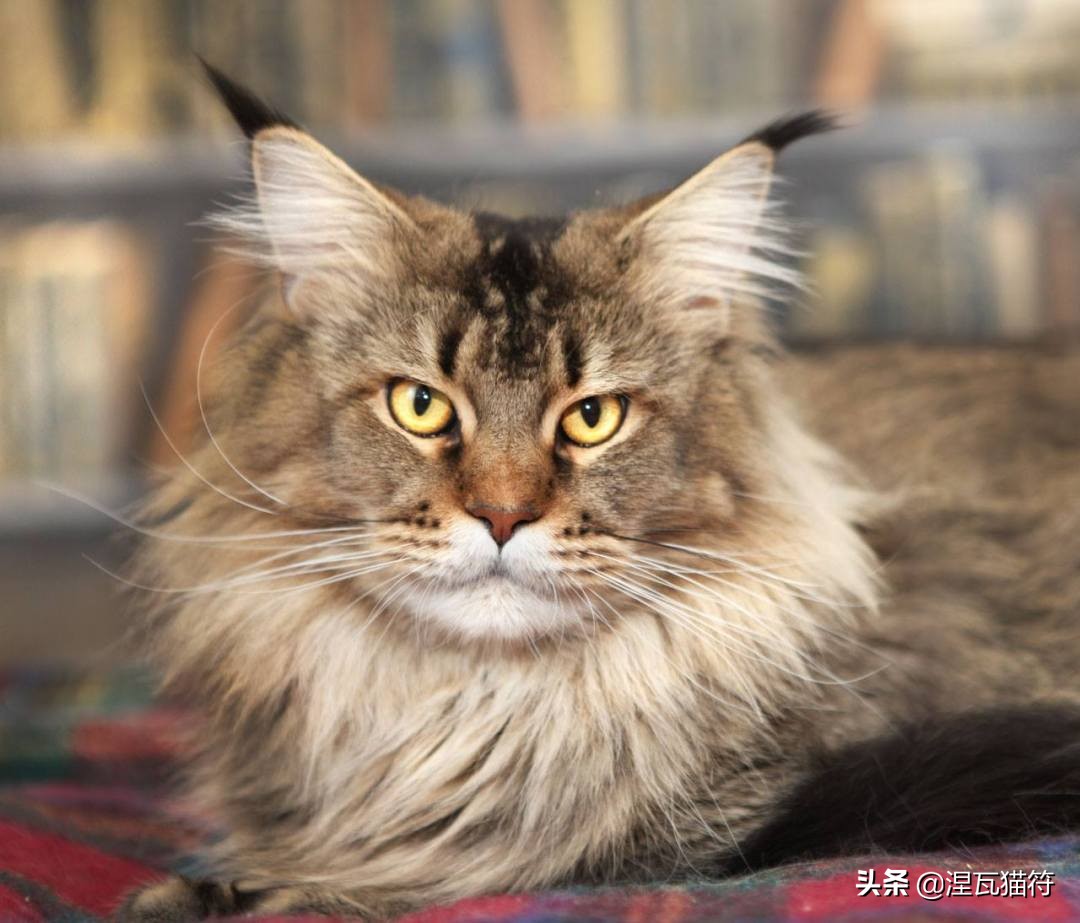 缅因库恩猫银虎斑,缅因猫浅银虎斑