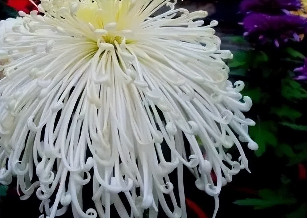 秋花诗词50首,金秋秋菊50种名菊