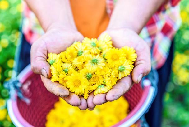 不瞒你说菊花有五类人不宜喝,菊花三种人不宜喝
