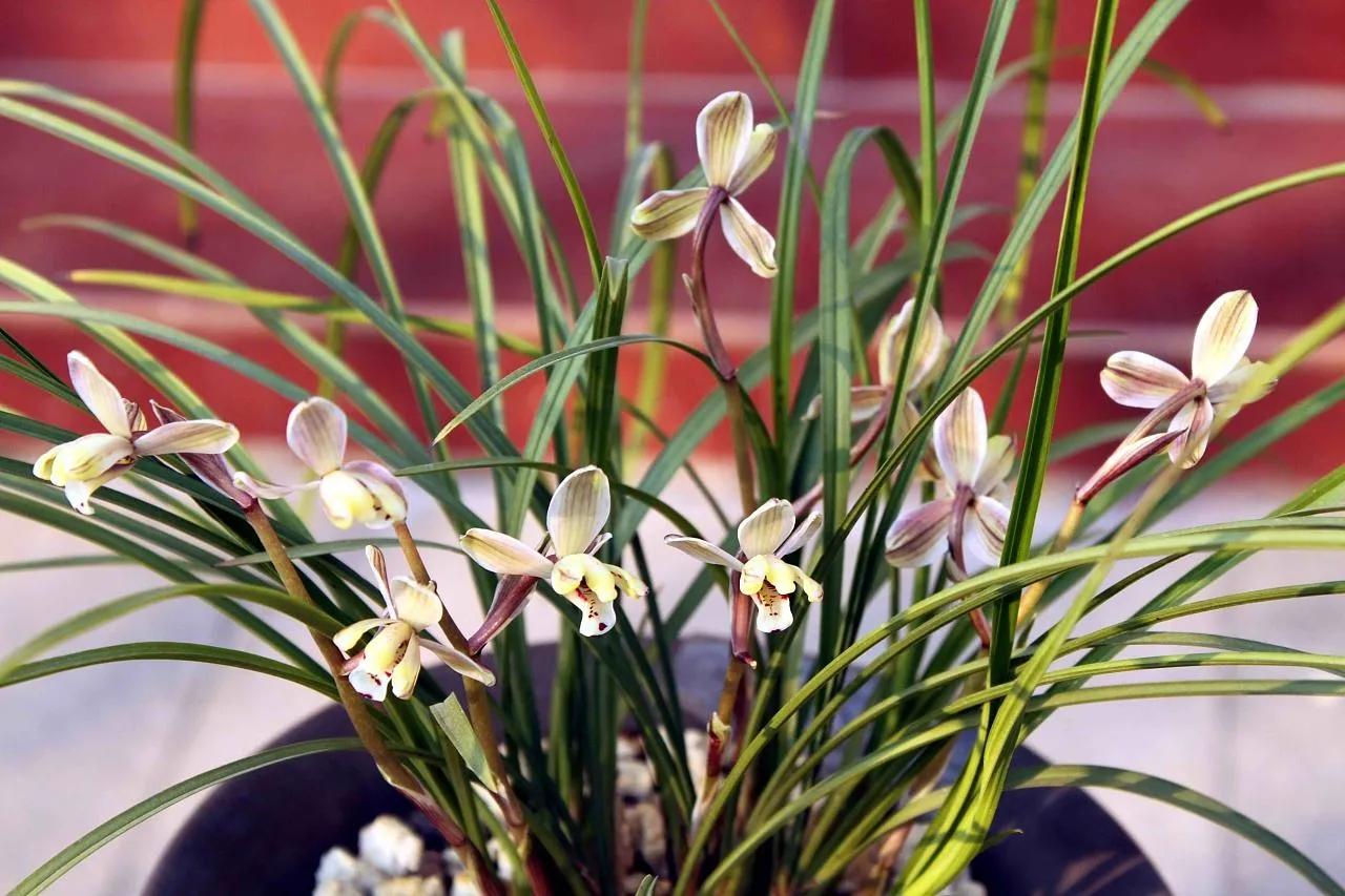 兰花品种大全四川,兰花品种鉴别方法