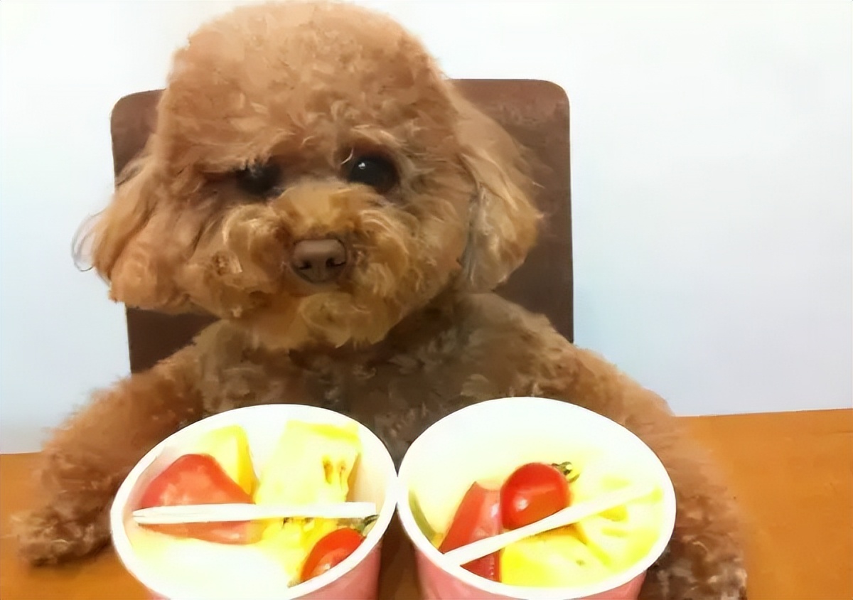 宠物呕吐吃什么药,宠物呕吐是什么症状