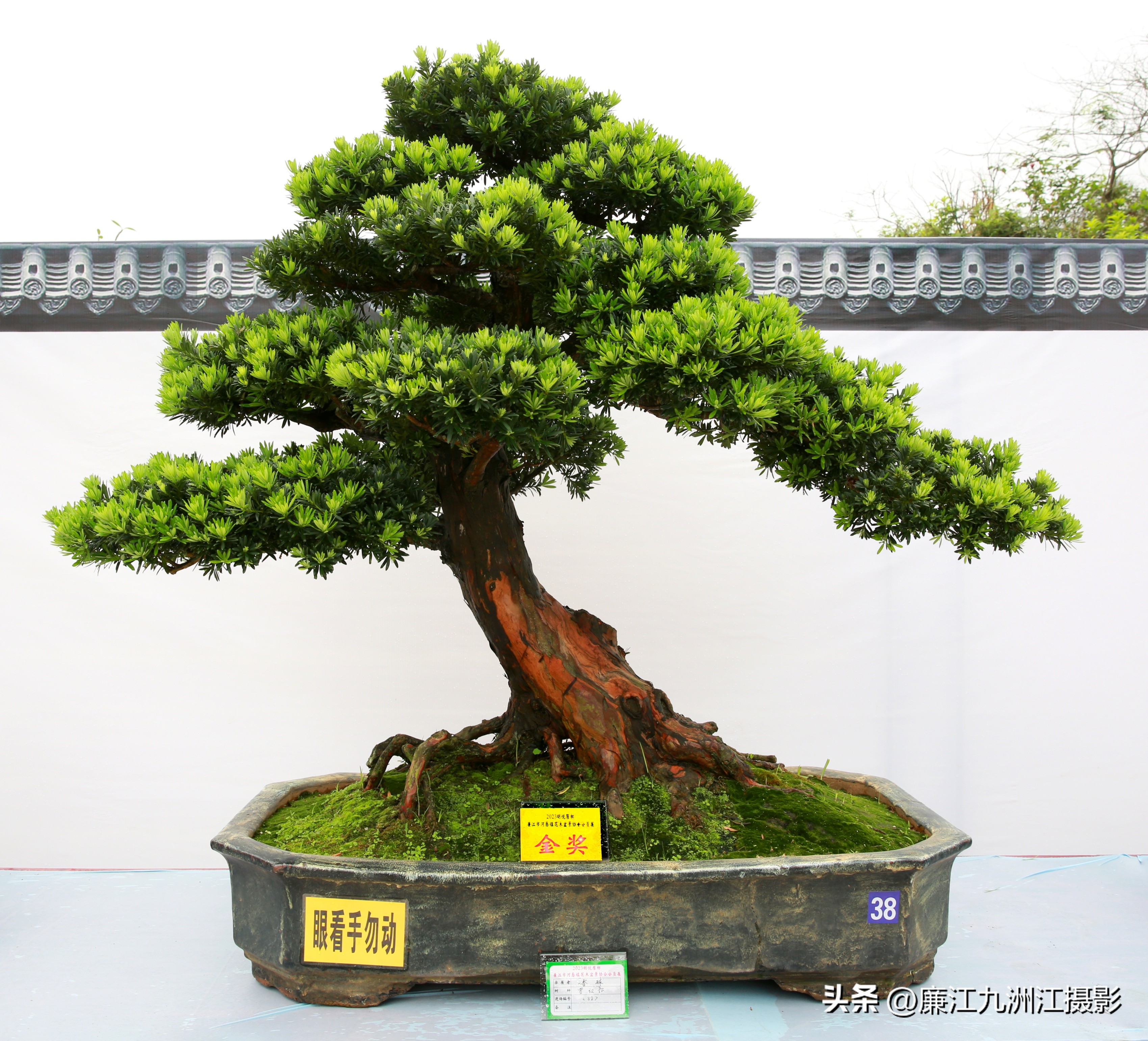 最高端的盆景展,一场惊艳的盆景展