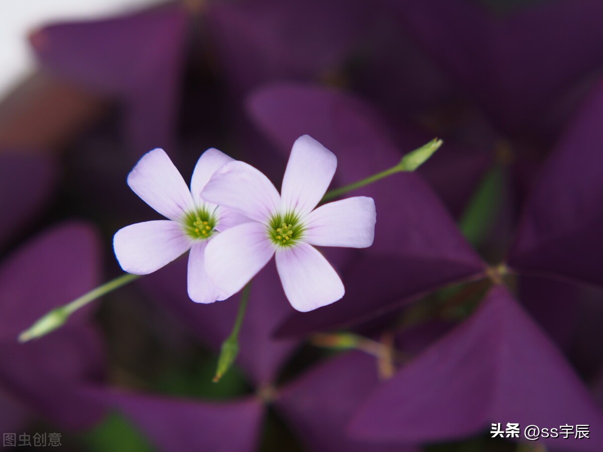 紫叶酢浆草的四季养护方法,紫色三叶草有白粉病怎样养护