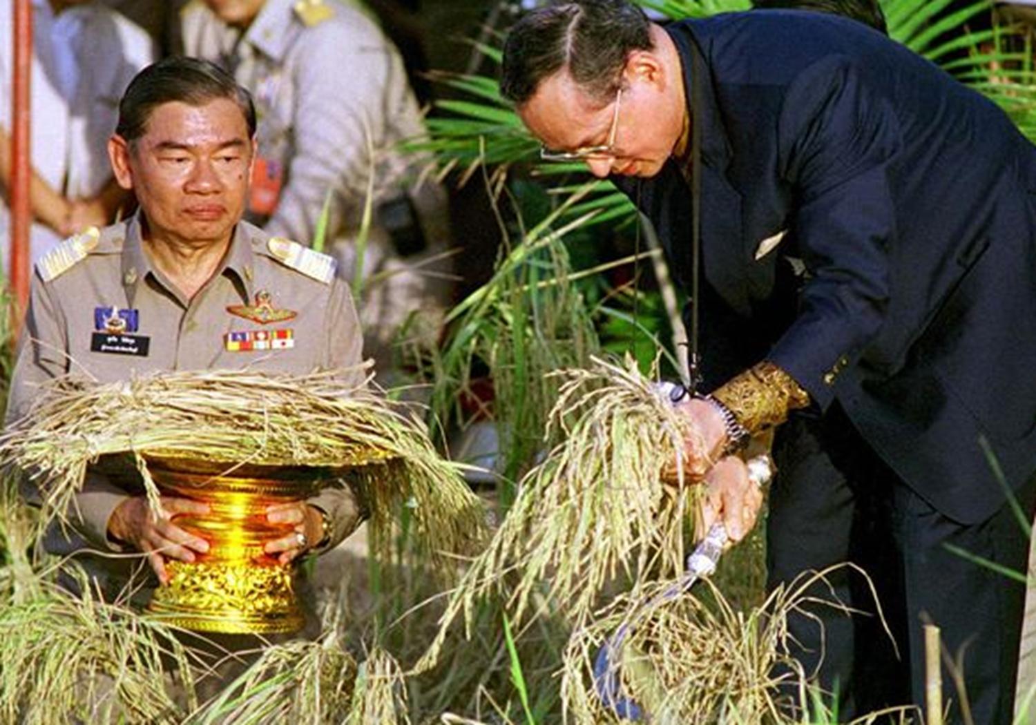 现代农业研究：水稻重金属P型ATP酶OsHMA6可能是铜外排蛋白