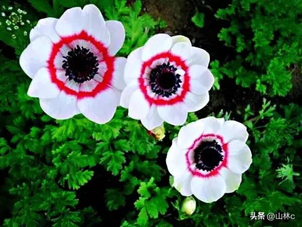 各种各样的鲜花尽情开放争芳斗艳,各种颜色的鲜花开得好美丽动人