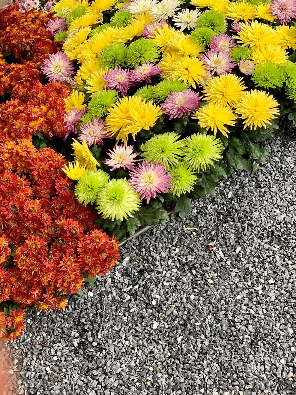 东湖公园赏菊花,深圳市东湖公园一年一季的菊花展