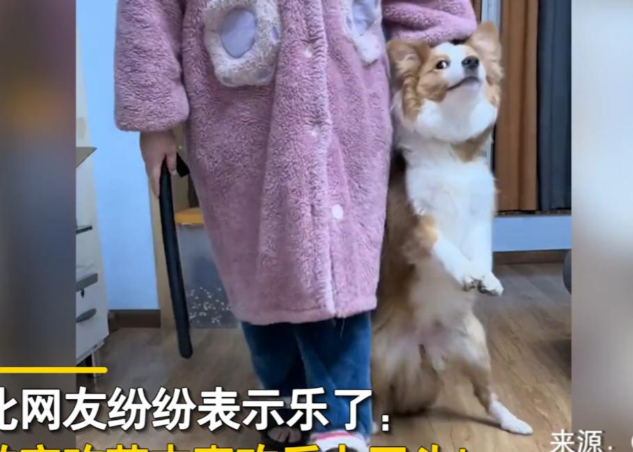 狗子喜欢咬数据线怎么办,狗子喜欢咬电线怎么办