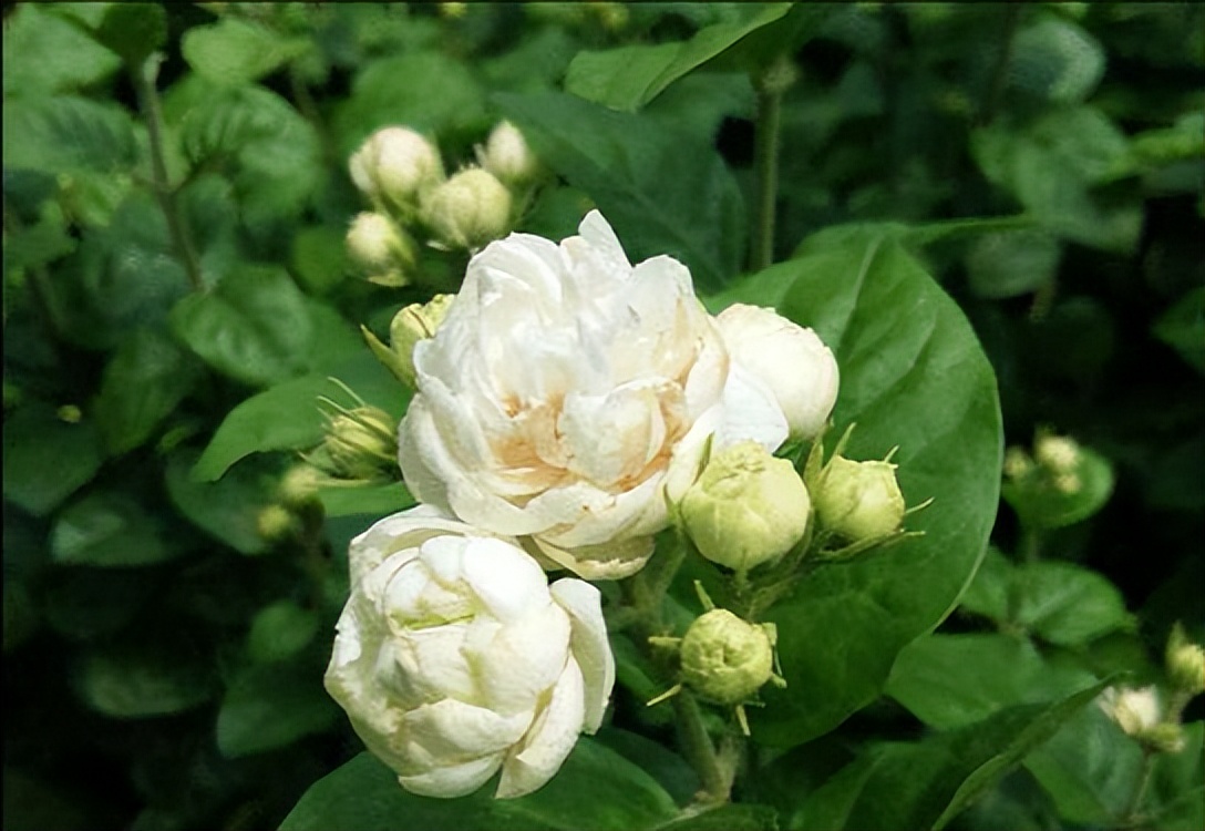 此花颜值出众，芬芳馥郁，花期长，可盆栽，一起来看看