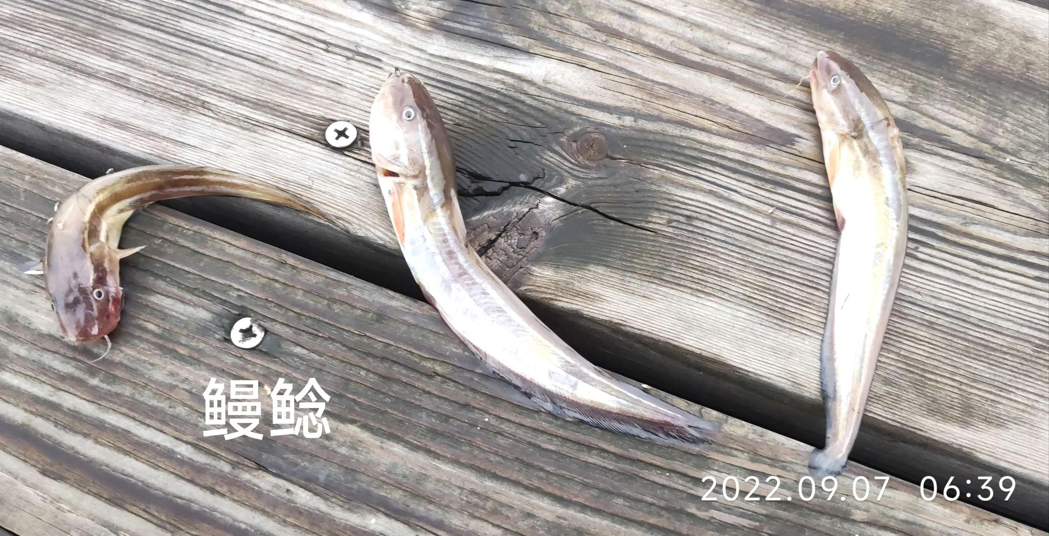 20种常见海鱼,十大常见野生海鱼