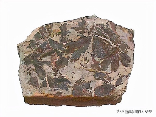 植物界的活化石银杏,植物界活化石银杏