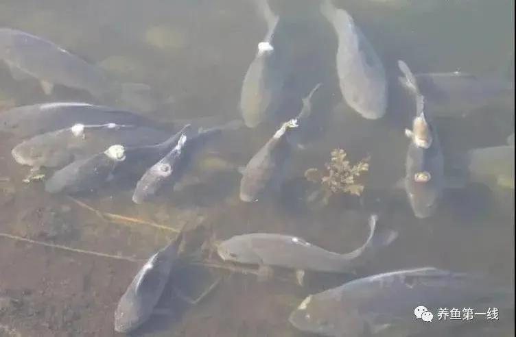 低温水霉怎么治疗,赤皮水霉