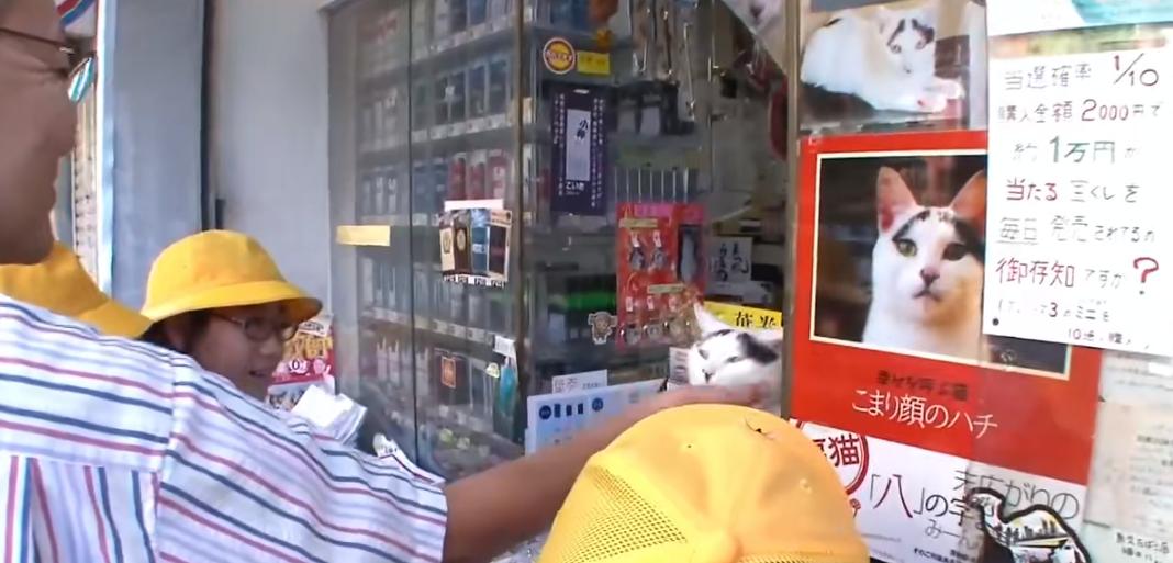 现实版招财喵，帮铲屎官实现月入过万，成为最强吉祥物！