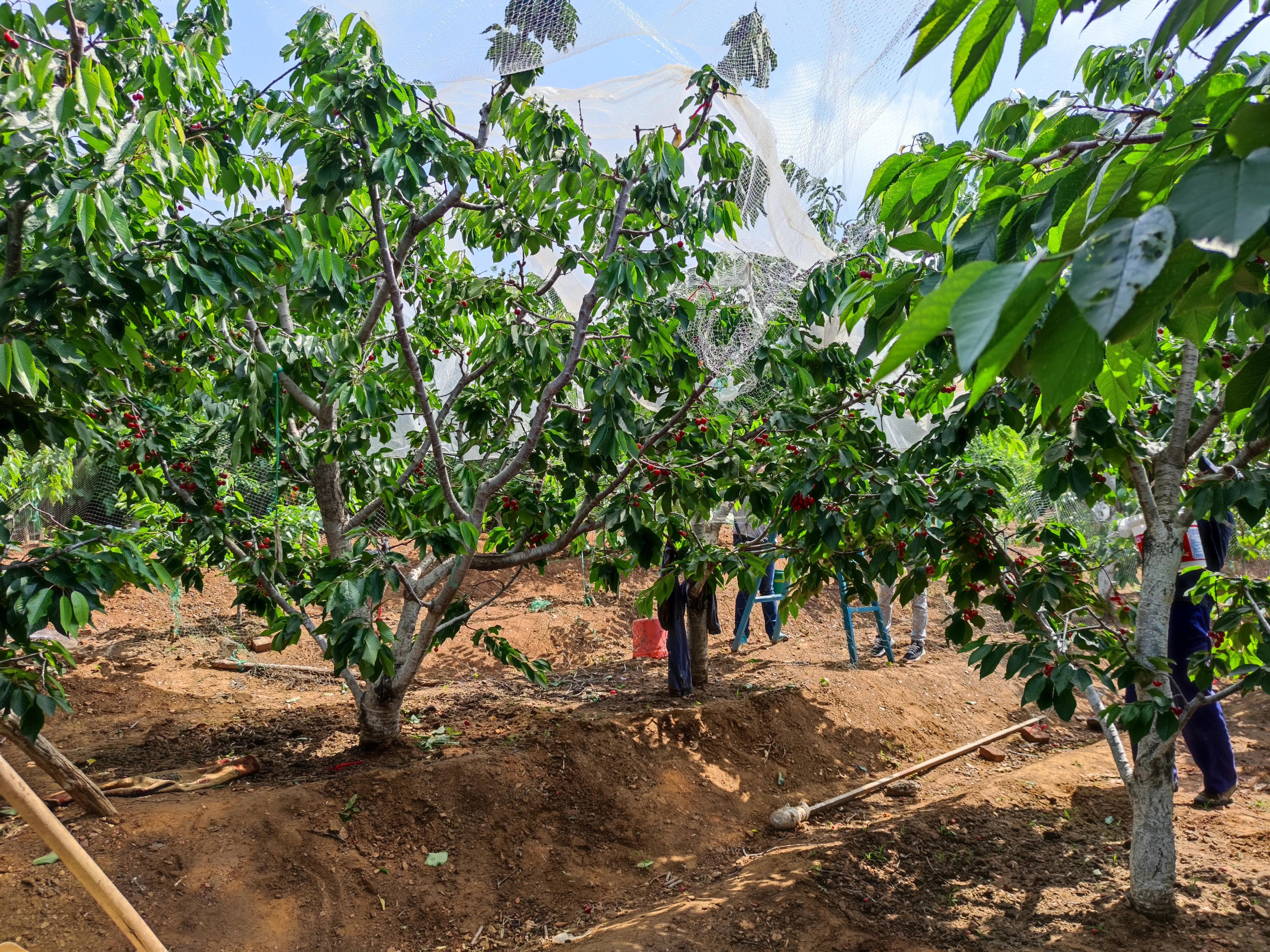 网购樱桃怎么挑选,网上买的大樱桃苗靠谱吗