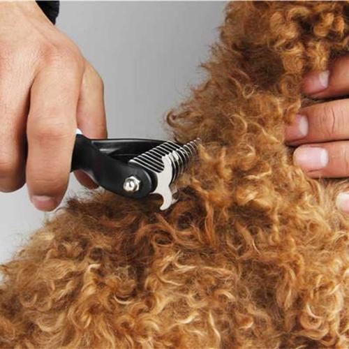 怎么给泰迪幼犬梳毛,怎样给泰迪正确梳毛