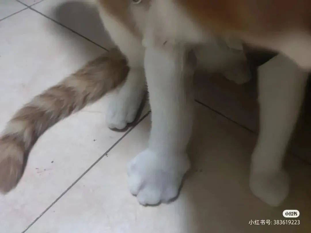 速度扩散，9.9元网红玩具竟成了猫咪的索命凶器？千万别买！