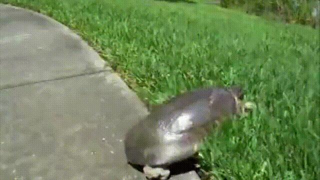 龟蛇大战巨龟视频,罕见别致的龟蛇大战