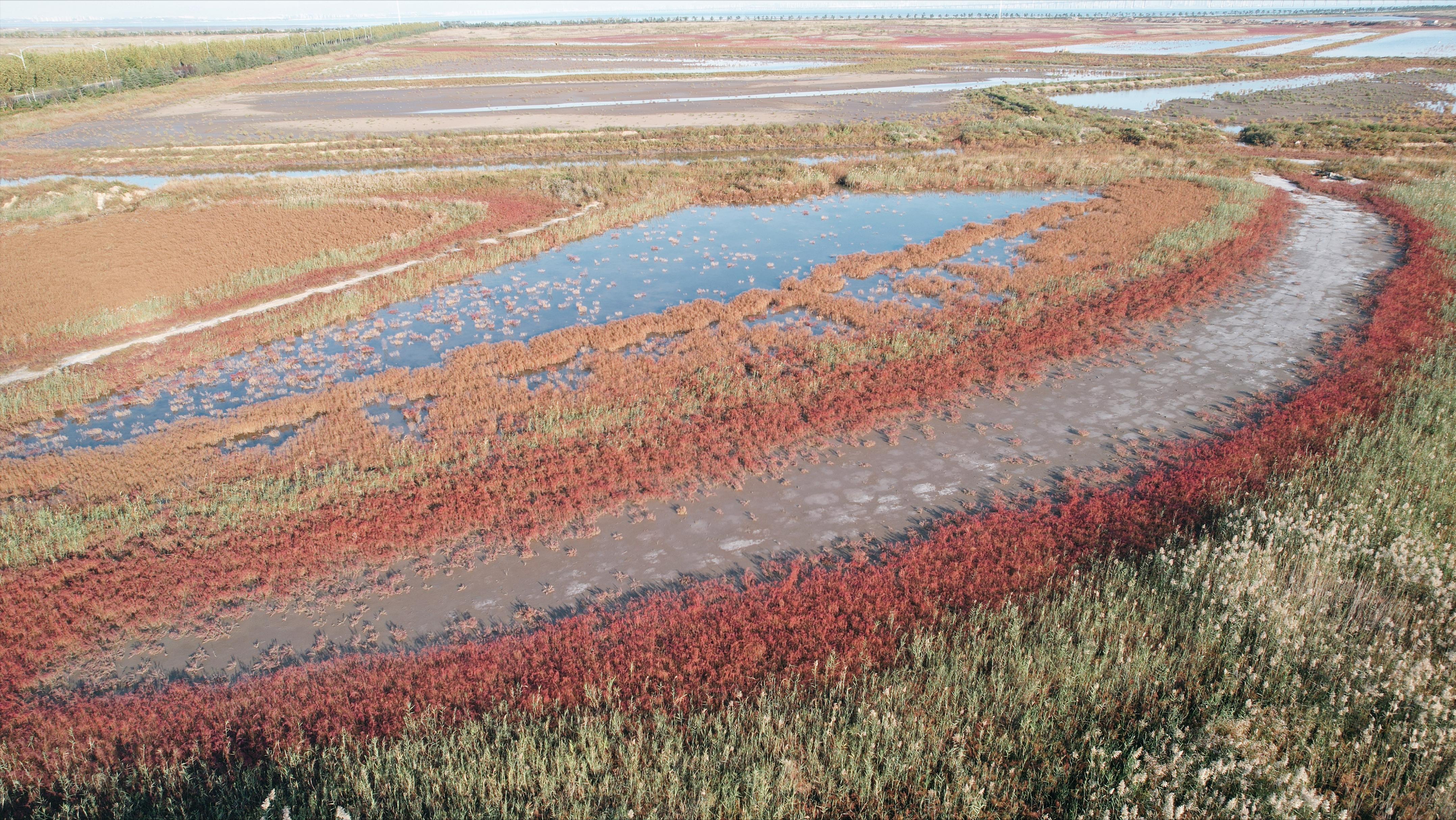 这个码头，99%的青岛人没来过！