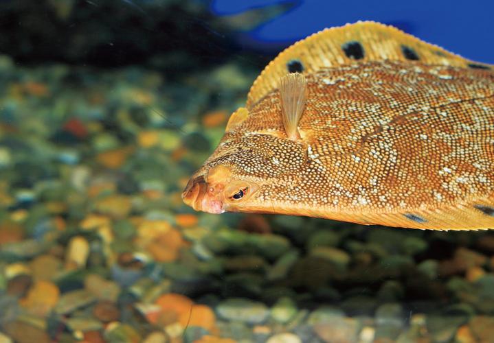 条斑星鲽工厂化养殖技术,星斑川鲽的营养价值