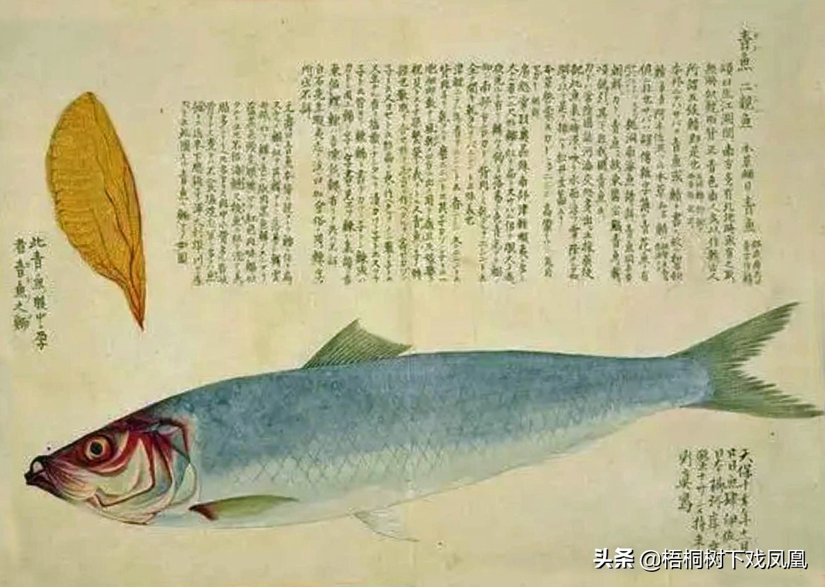 二月初二龙抬头为什么不能剃头,龙抬头这年不能剃头发吗