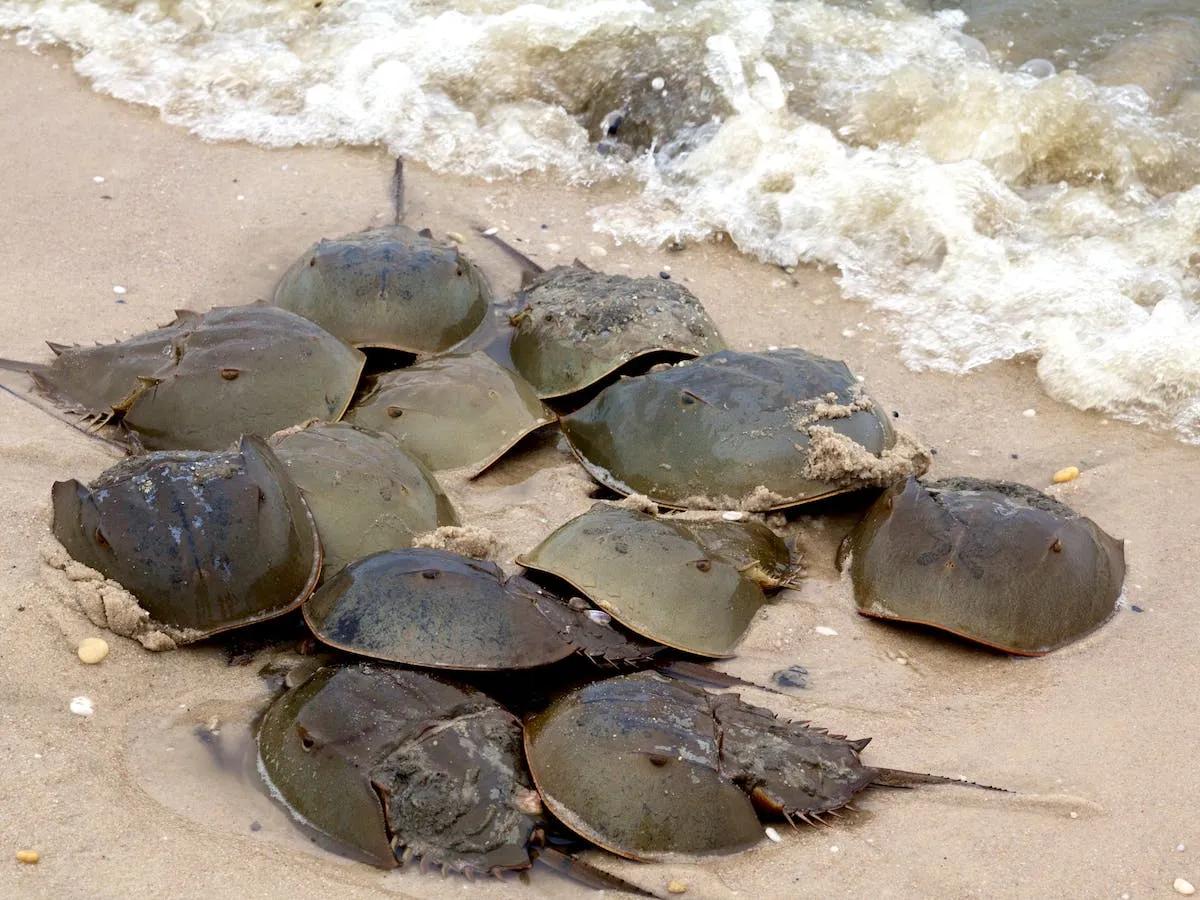 地球上的五种存活至今的古老动物,七种未灭绝的史前动物