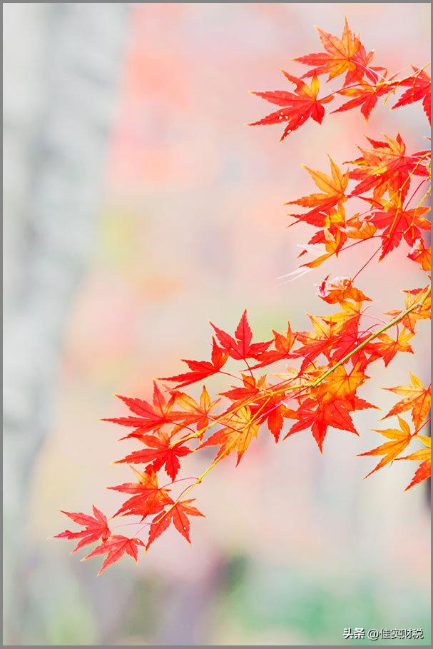 个人养老金抵税扣除方式选择,个人养老金专项扣除税有必要用吗