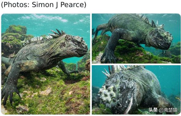 分享各种各样的动物,保证你没见过的20种新动物