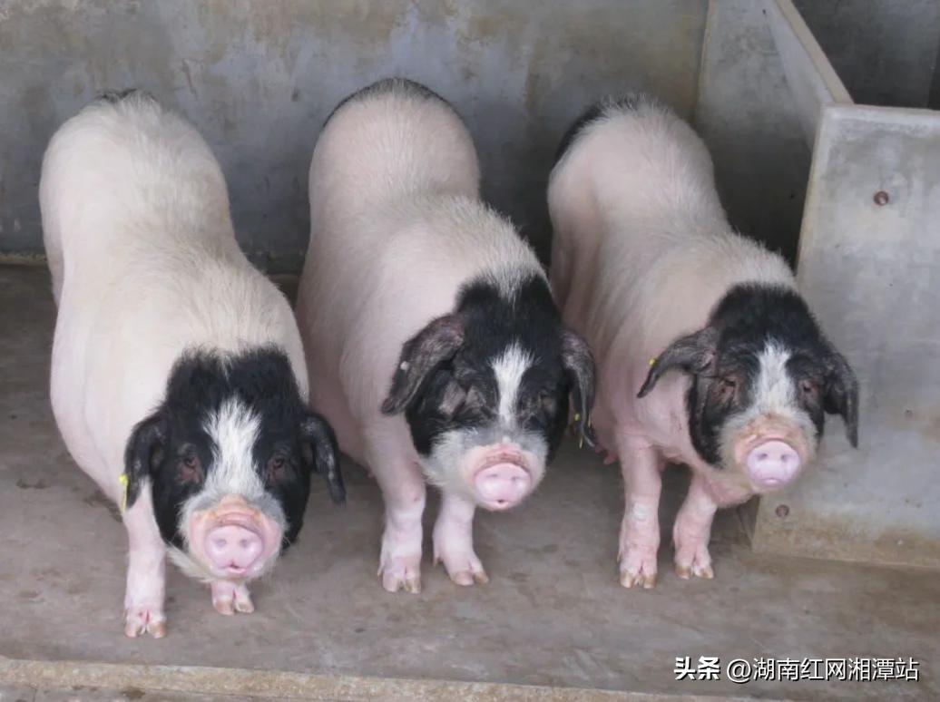 农村部公布畜禽十大优异种质资源,农业农村部国家畜禽遗传资源名录